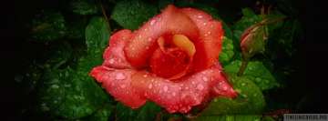 Wet Orange Rose Fb cover