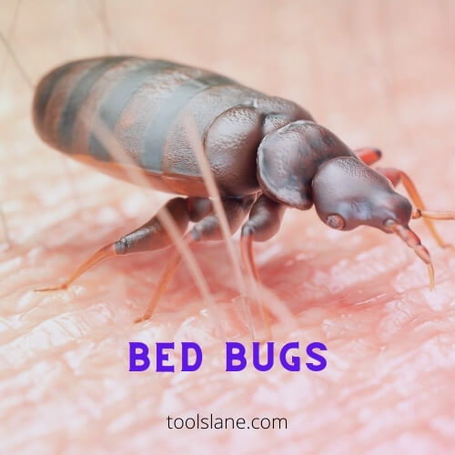 Adult Bed Bugs Lifespan