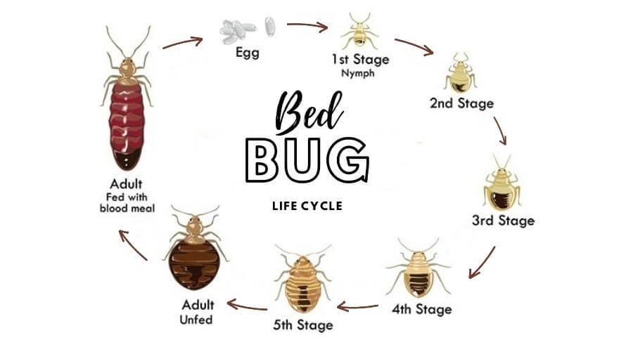 To understand the symptoms of bed bugs, see the bed bug life cycle