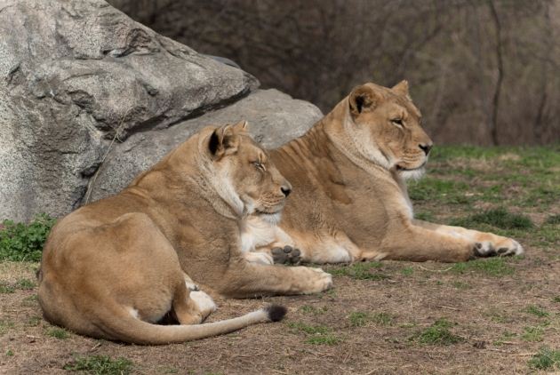 Kansas City Zoo Guest Satisfaction Survey