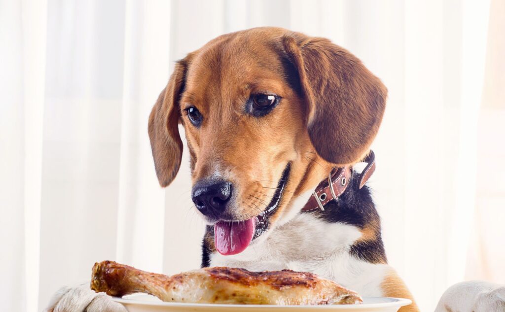 Can You Cook The Same Food For You And Your Dog? 5