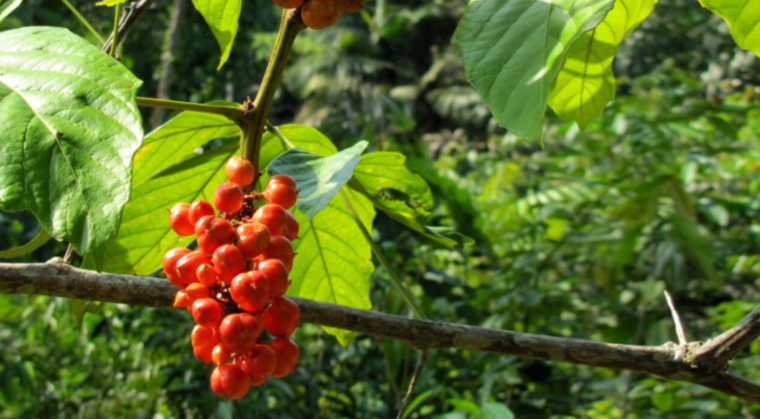 7 Benefits of Guarana You Probably Didn't Know 1