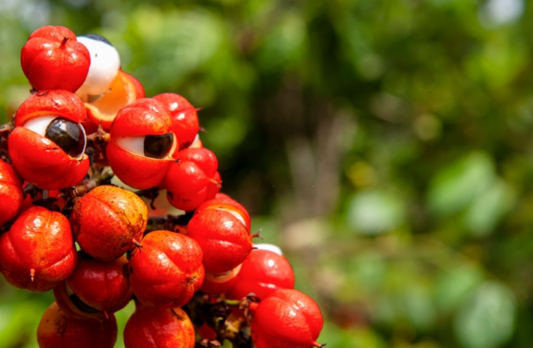 7 Benefits of Guarana You Probably Didn't Know 3
