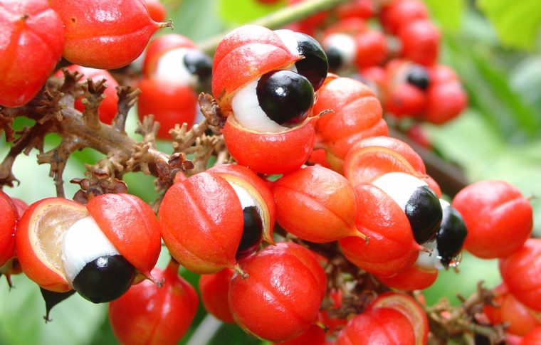 Guarana Fruit Recipes To Try In 2024 3