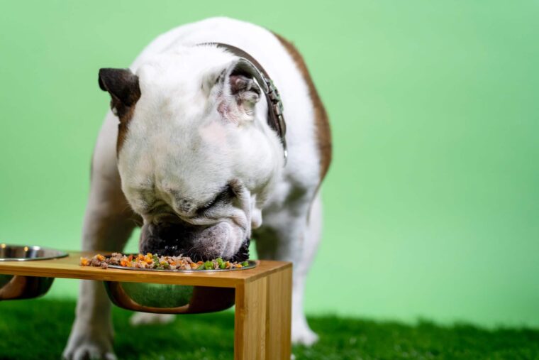 10 Benefits of Cooking Homemade Food for Your Dog 2