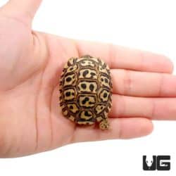 Baby Giant South African Leopard Tortoises For Sale - Underground Reptiles
