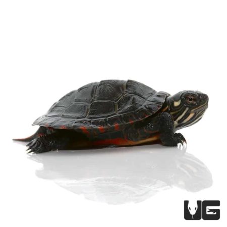 Baby Eastern Painted Turtle For Sale - Underground Reptiles