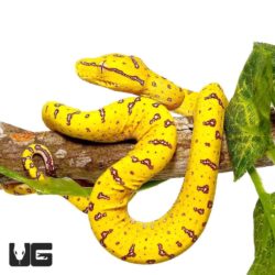 Baby Aru Green Tree Pythons For Sale - Underground Reptiles
