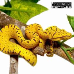 Baby Cyclops Green Tree Python For Sale - Underground Reptiles
