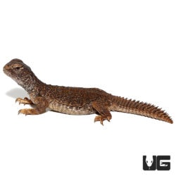 Baby Morroccan Uromastyxs For Sale - Underground Reptiles