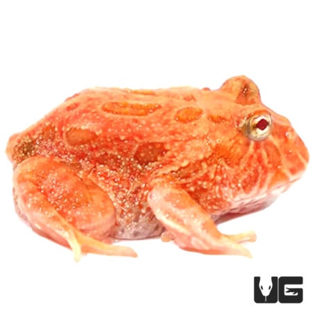 Starfire Pacman Frogs For Sale - Underground Reptiles
