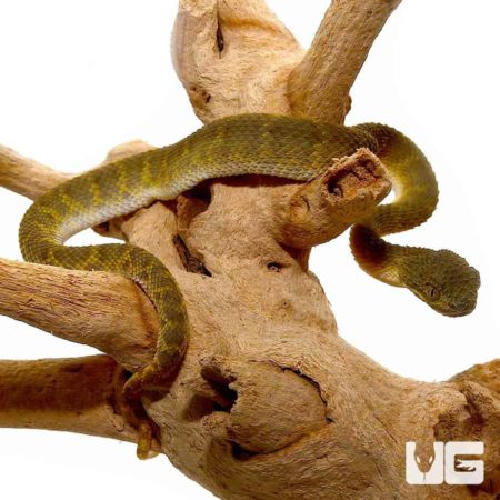 Baby Green Squamigera Bush Viper For Sale - Underground Reptiles