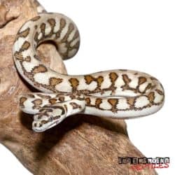 Baby Jaguar Caramel Carpet Python For Sale - Underground Reptiles
