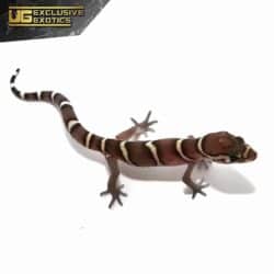 Baby Central American Banded Gecko For Sale - Underground Reptiles