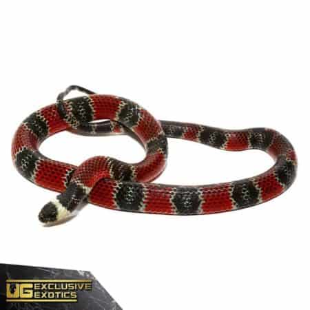 Central American Coral Snake For Sale - Underground Reptiles