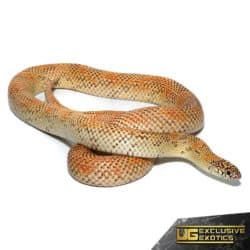 Hypo Blotched Kingsnake For Sale - Underground Reptiles