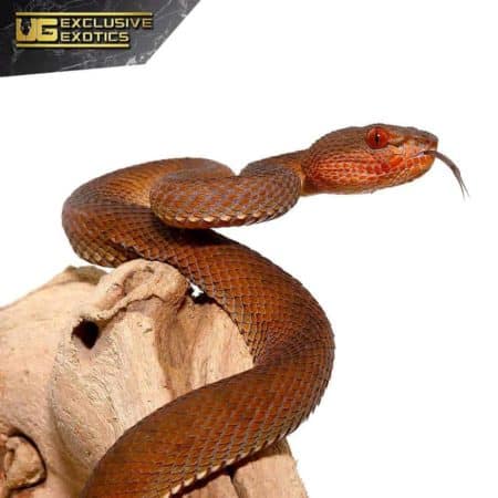 Red Purple Spotted Pit Viper For Sale - Underground Reptiles