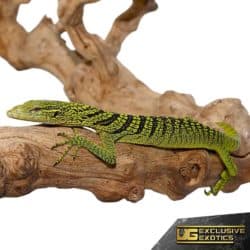 Yellow Tree Monitor For Sale - Underground Reptiles