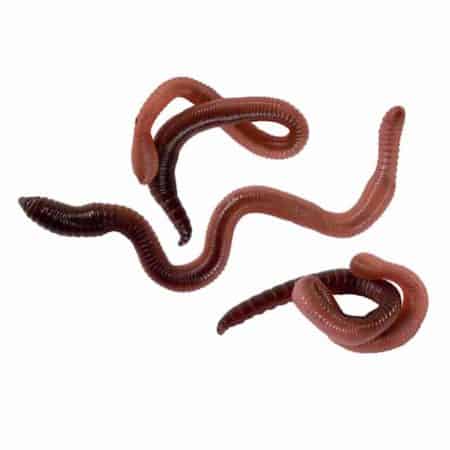 Nightcrawler Worms For Sale - Underground Reptiles