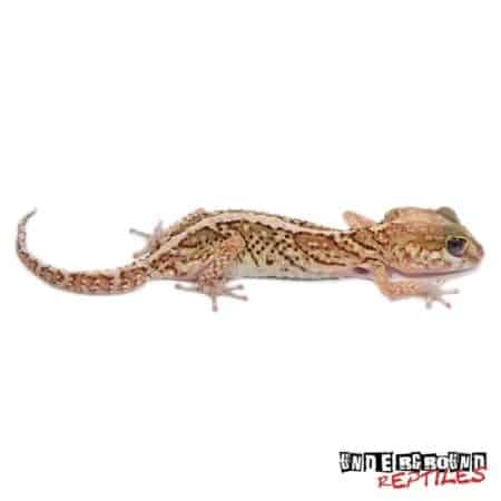 Panther Gecko For Sale - Underground Reptiles