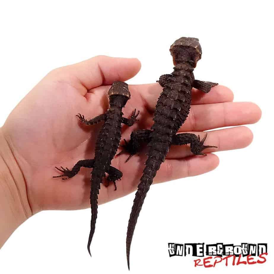 Red Eyed Crocodile Skink For Sale - Underground Reptiles.