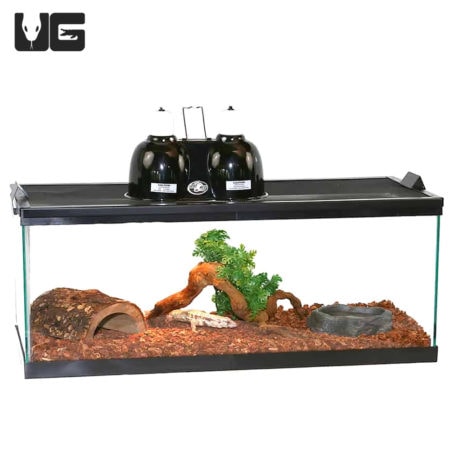 Baby Tegu Setup - Underground Reptiles