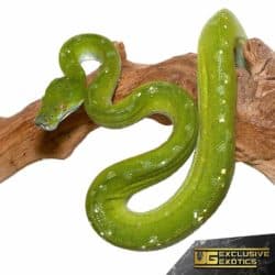 Aru Green Tree Pyhons For Sale - Underground Reptiles