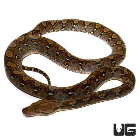 Baby Reticulated Python for sale - Underground Reptiles