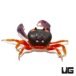 Moon Crabs For Sale - Underground Reptiles