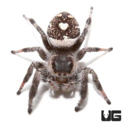 Adult Regal Jumping Spiders For Sale - Underground Reptiles