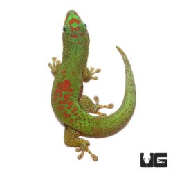 Lined Day Gecko For Sale - Underground Reptiles