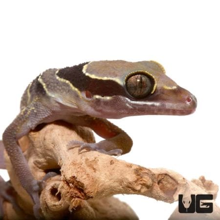 Bintang Geckos For Sale - Underground Reptiles