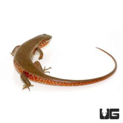 Red Sided Skinks For Sale - Underground Reptiles