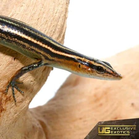 Pacific Blue Tailed Skinks for sale - Underground Reptiles