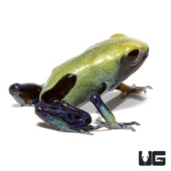 Citronella Tinctorius Dart Frogs For Sale - Underground Reptiles
