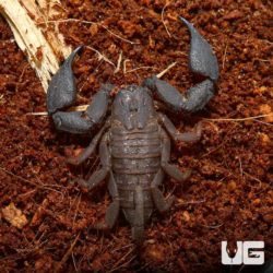 Dwarf Wood Scorpion For Sale - Underground Reptiles