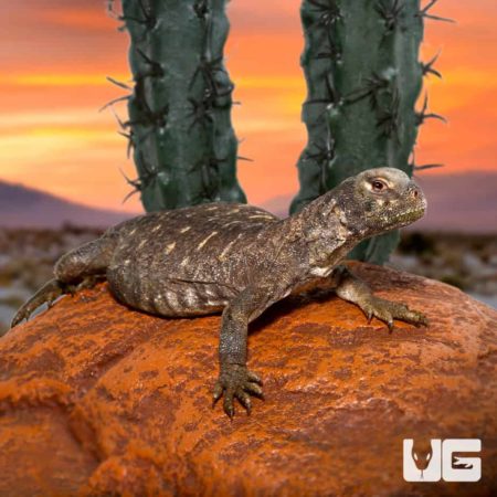 Baby Egyptian Uromastyx for sale - Underground Reptiles