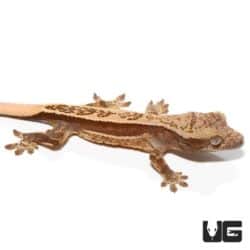 Quad Stripe Crested Geckos For Sale - Underground Reptiles