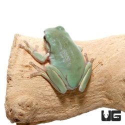 Baby Australian Blue Dumpy Tree Frog for sale - Underground Reptiles
