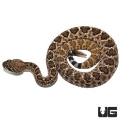 Baby Western Diamondback Rattlesnakes For Sale - Underground Reptiles