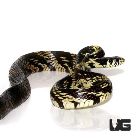 Tiger Ratsnake For Sale - Underground Reptiles