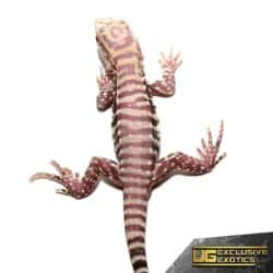 Baby Albino Purple Ice Tegu For Sale - Underground Reptiles