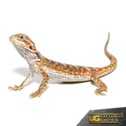 Toasted Chestnut Bearded Dragon For Sale - Underground Reptiles