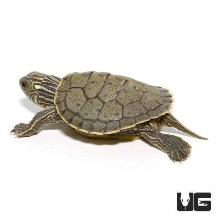 Baby Geographic Map Turtles For Sale - Underground Reptiles