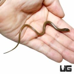 Baby Eastern Legless Lizard For Sale - Underground Reptiles