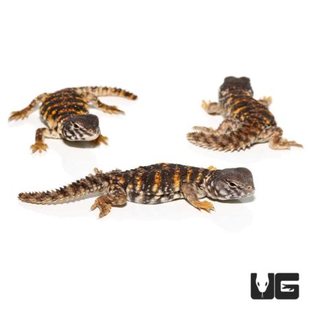Hatchling Saharan Red Uromastyx For Sale - Underground Reptiles