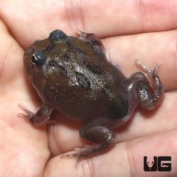 Mutant Black Hole Pacman Frog For Sale - Underground Reptiles