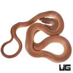 Red Beaked Snake For Sale - Underground Reptiles