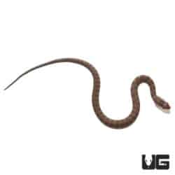 Baby Banded Water Snakes For Sale - Underground Reptiles