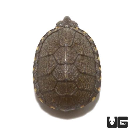 Baby Eastern Mud Turtles For Sale - Underground Reptiles